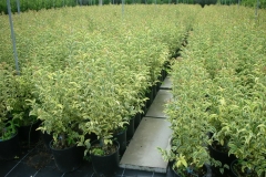 Ligustrum excelsum superbum 